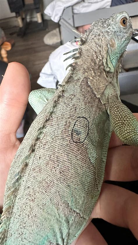 Animal+Plant Discord Server! : r/iguanas .